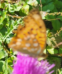 Argynnis adippe