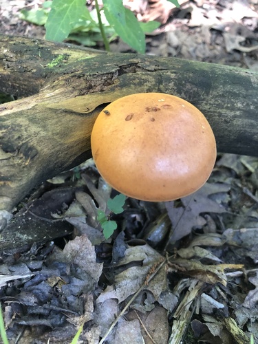 Gymnopilus (Photo 2 of 3)