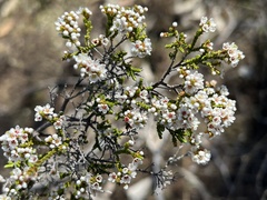 Micromyrtus sessilis