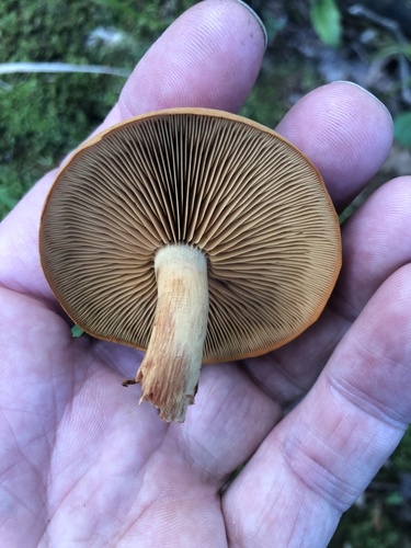 Gymnopilus