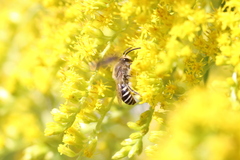 Colletes simulans armatus