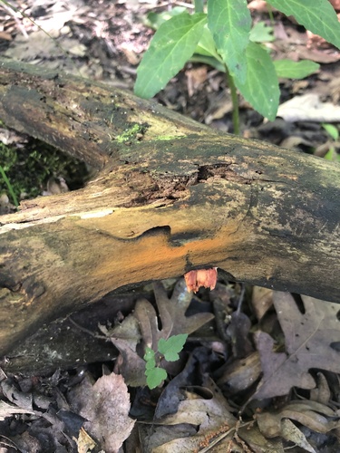 Gymnopilus (Photo 3 of 3)