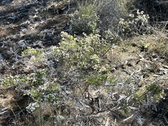 Micromyrtus sessilis