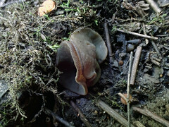 Phaeopezia apiculata