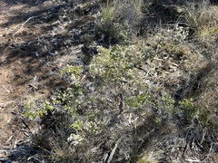 Micromyrtus sessilis