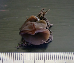 Phaeopezia apiculata