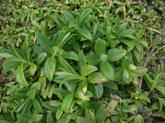 Veronica chathamica