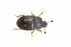 Nitidula bipunctata