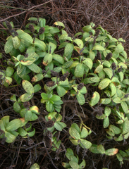 Veronica chathamica