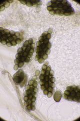 Preussia fleischhakii