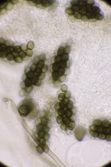 Preussia fleischhakii