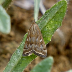 Loxostege sticticalis