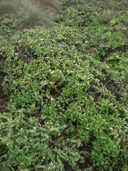 Veronica chathamica