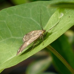 Loxostege sticticalis