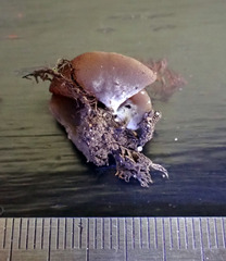 Phaeopezia apiculata