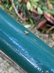 Hemiptera