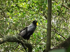 Buteogallus anthracinus