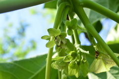 Jatropha peltata