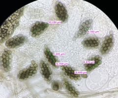 Preussia fleischhakii