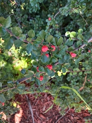 Cotoneaster hjelmqvistii