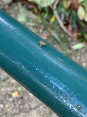 Hemiptera