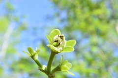 Jatropha peltata