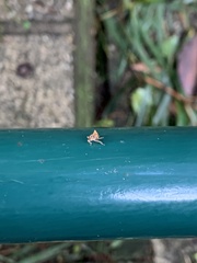 Hemiptera