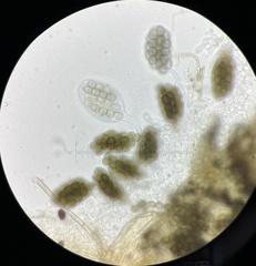 Preussia fleischhakii