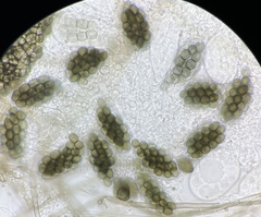 Preussia fleischhakii