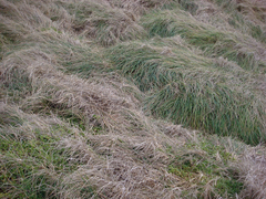 Poa chathamica