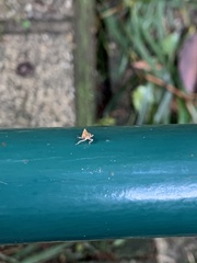 Hemiptera
