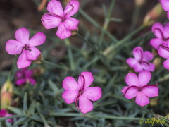 Dianthus pungens