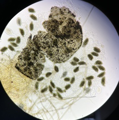 Preussia fleischhakii