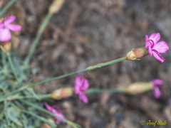Dianthus pungens