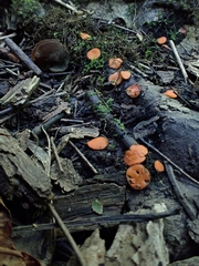 Phaeopezia apiculata