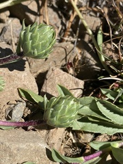 Pyrrocoma apargioides