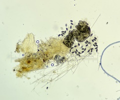 Preussia fleischhakii