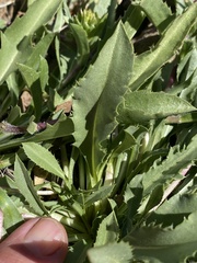 Pyrrocoma apargioides