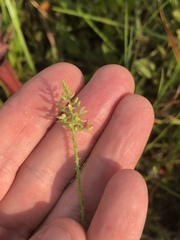 Polygala hookeri