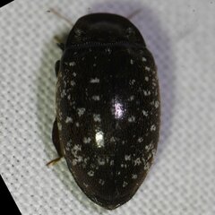 Chelonarium lecontei
