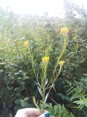 Erysimum marschallianum