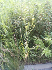 Erysimum marschallianum