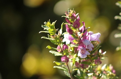 Prostanthera magnifica