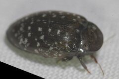 Chelonarium lecontei