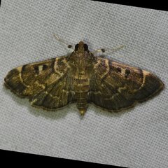 Cryptobotys zoilusalis