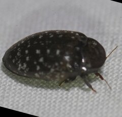 Chelonarium lecontei