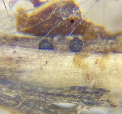 Preussia fleischhakii