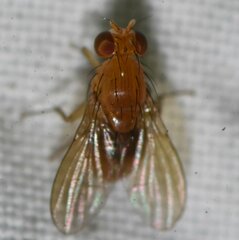 Neogriphoneura