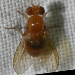 Neogriphoneura
