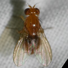 Neogriphoneura